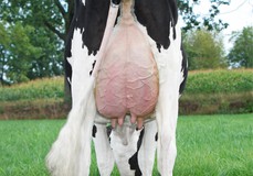 Manders Suze VG-88 Manders Suze VG-88
