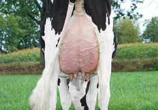 Manders Suze VG-88