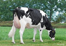 Manders Suze VG-88