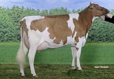 Maria-Red VG-89