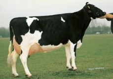 Barnkamper Marilyn VG-89