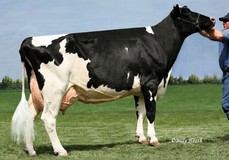 Markland O Man Lisa VG-86
