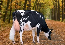 Marwil ALH Rusty VG-89