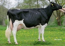 Marwil Leadmae 1 VG-88