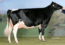 Marwil Leadmae Tanika EX-90