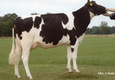 Holbra Pam VG-87
