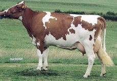 Apina Massia 14 VG-85