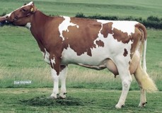 Apina Massia 14 VG-85