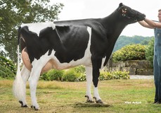 Maybelline Tual VG-85
