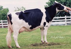 Mayerlane-DK Hiawatha EX-90