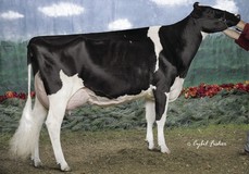 MD-Delight Durham Atlee EX-92