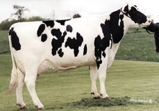 Meier-Meadows El Jezebel ET EX-92