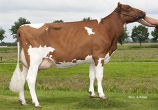 Mellencamp Massia 7731 P-Red VG-86