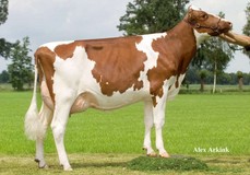 Mellencamp Massia Red VG-87