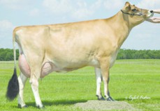 Mi Wil Deluxe Gorgeous EX-92