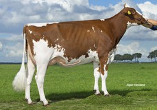 Rosie VG85, Alchemy x Roxy RDC EX90 