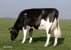 Midwolder Marjon VG-87