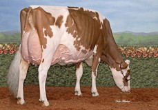 Miss Apple Snapple-Red EX-96 