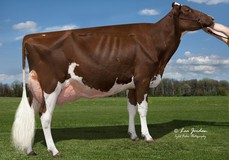 Miss Hot Mama-Red EX-92, Armani x Hotstuff-Red EX-94