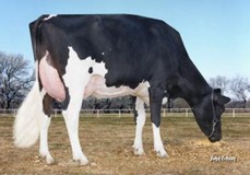 Morningview Pronto C-Rae EX-90 Morningview Pronto C-Rae EX-90