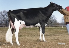 Morningview Pronto C-Rae EX-90 Morningview Pronto C-Rae EX-90