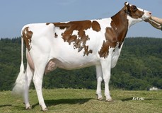 Same family:Morsan Lis Fools Special Red VG-87 VG-86