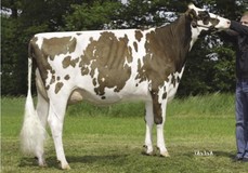 Same family:Morsan Rob Go For Gold Red VG-88 VG-86