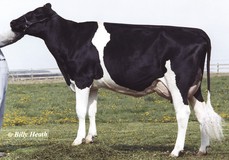 Mrs Schultz Bwm Blain VG-88