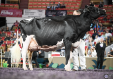 Ms Beauty Black Velvet EX-96