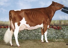 Ms Candy Apple Red EX-94, full sister to Applicious-Red EX-92