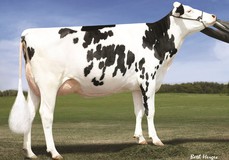 Ms C-Haven Oman Kool-ET VG-88