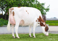 Ms Farnear Adler Arvis Argovia EX-91