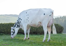 MS Salvatore Asia RDC EX-90