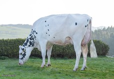 MS Salvatore Asia RDC VG-85