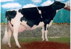 MS Kingstead Chief Adeen EX-94