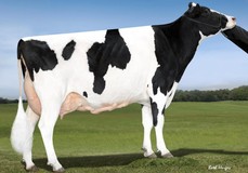 MS Movie Shaker VG-85