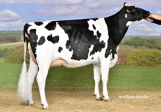 MS Mox E-Bellette EX-90