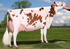 Ms Pottsdale Defiant Tang Red EX-94
