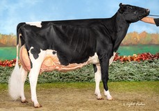 Ms Beauty Black Velvet EX-96