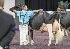 Ms Beauty Black Velvet EX-96