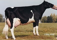 Muranda BWM Latin VG-87