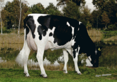 RUW Neblina VG-87