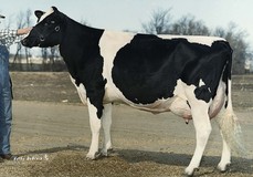 Etazon LL Neon VG-85