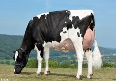NH Goldfever VG-89