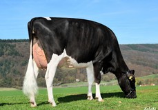 NH HS Marilyn Monroe VG-86