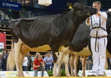 NH HS Marilyn Monroe VG-86