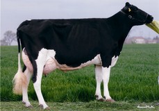 Nimry VG-86