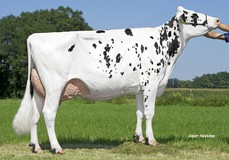 Schreur Serena 7 P VG-85