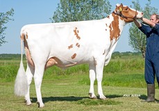 Poppe Red Hot Rita 860 Red VG-87 Poppe Red Hot Rita 860 Red VG-87