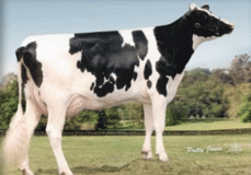 Northrose-I Lavender RC EX-90